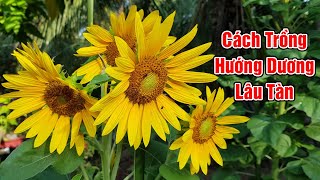 Cách chăm sóc hoa hướng dương nở to – vàng rực