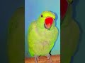parrot sound #viral #youtubeshorts #babakidyatai #ayeshavilla #viral #youtubeshorts #ayeshavilla