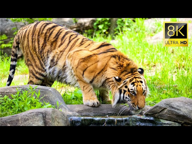 Bengal Tiger (HD) - Bollywood Superhit Action Film, Mithun Chakraborty,  Roshini Jaffrey
