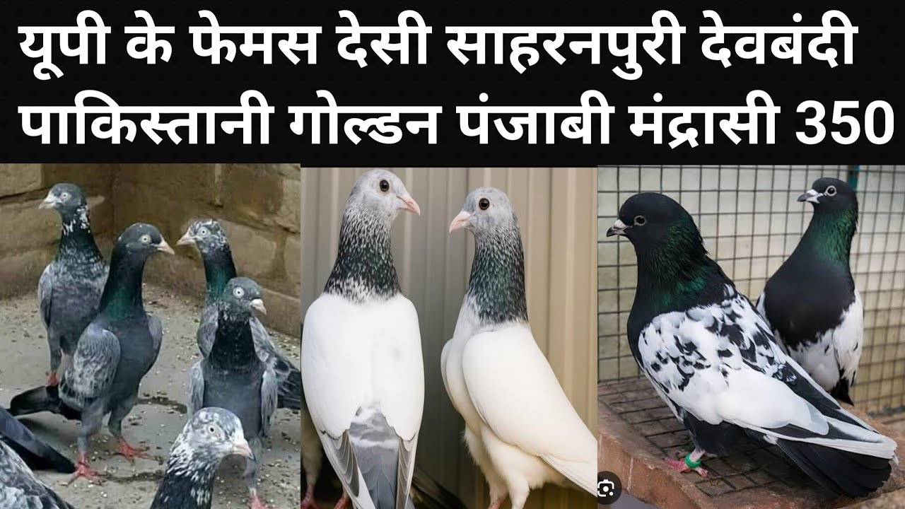 21/2/26/ यूपी के फेमस देसी लाल अम्बरसरे साहरनपुरी देवबंदी पाकिस्तानी गोल्डन पंजाबी मंद्रासी आगये 350