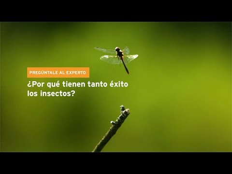 Video: ¿Por qué los insectos holometábolos tienen tanto éxito?