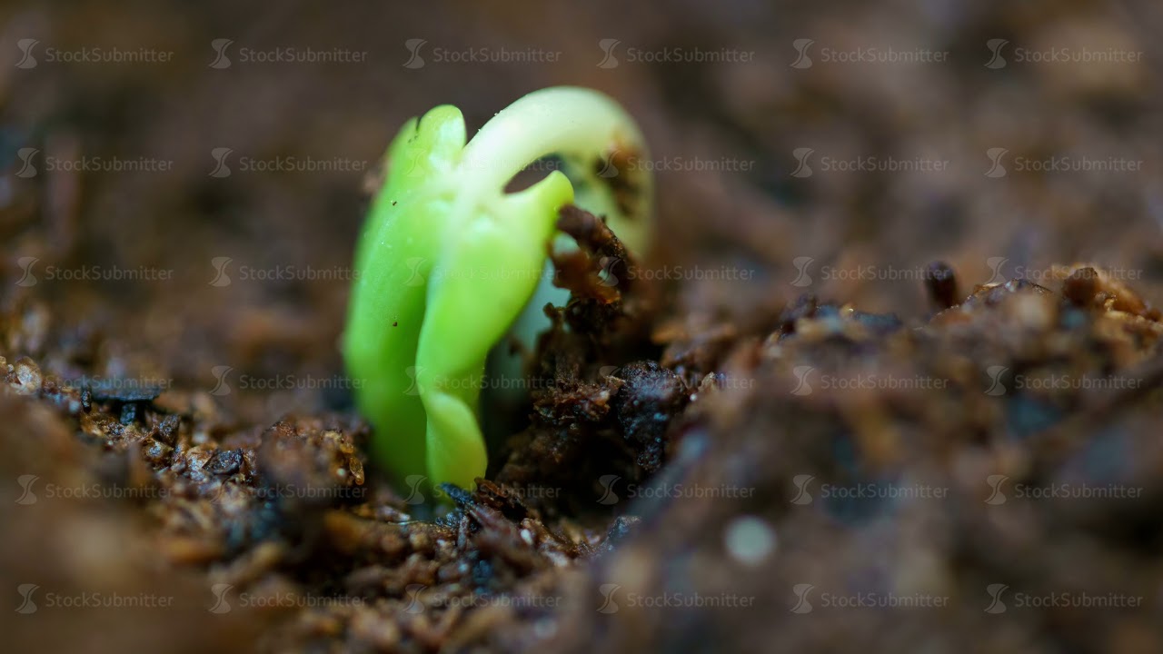 small green rose plant growing in ground germinating from seed
