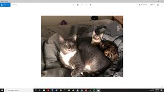Famous Cat Face Detection w/ Python and OpenCV Profile