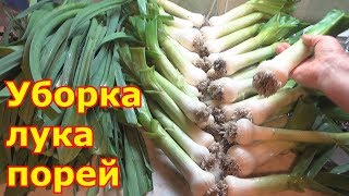 Лук порей. Когда убирать и как хранить Лук порей. Когда убирать и как хранить