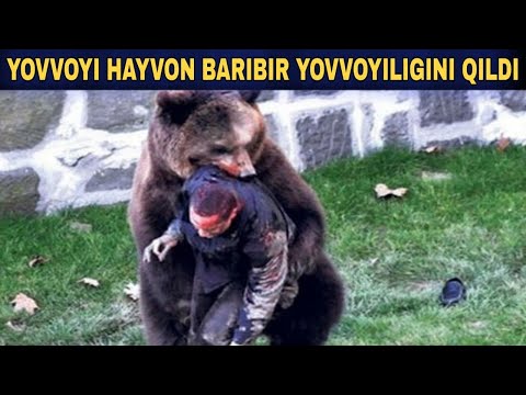 Video: Floxlarni Qanday Boqish Kerak? Iyul Va Iyun Oylarida, Gullashdan Oldin Va Gullash Paytida