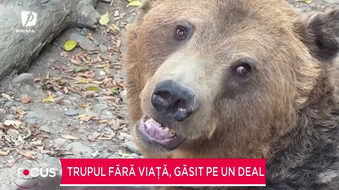 Tragedie în Neamţ. Un bărbat a fost ucis de urs la marginea unei localităţi