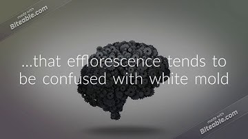 Efflorescence or White Mold in Your Crawlspace | Crawlspace Waterproofing | Charlotte NC