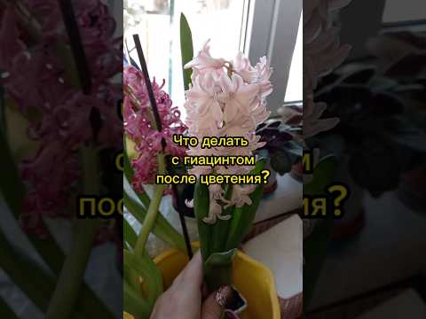 🌸Что делать с
