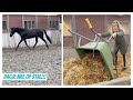 STAL ROUTINE MEI 2021!! || Maybel's Horses