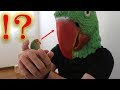 もし飼い主が急に巨大インコになったらインコたちはどうするのか