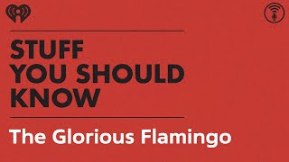 The Glorious Flamingo | STUFF YOU SHOULD KNOW