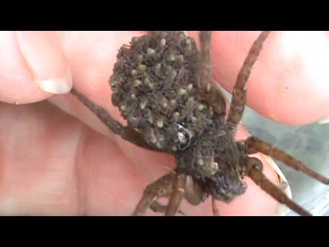 Woman holding mother wolf spider with babies