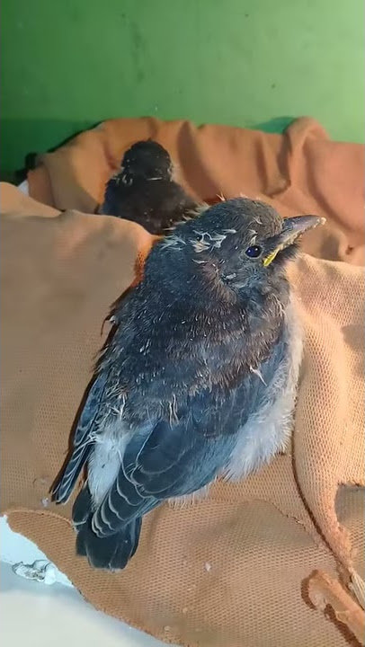 Pelatihan burung kekep babi untuk ff lolohan cara merawat