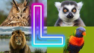 Animals And Birds Starting with L || Amazing  Animals Starting With L by InfoZillien 14,437 views 3 months ago 4 minutes, 40 seconds