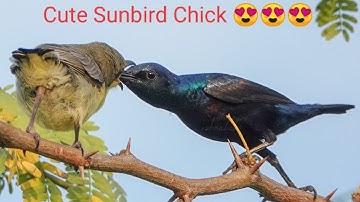 SonyRX10iv SUPER SLOW MOTION (10X SLOWER) Video of Purple Sunbird Chicks by Johnbosco Michael