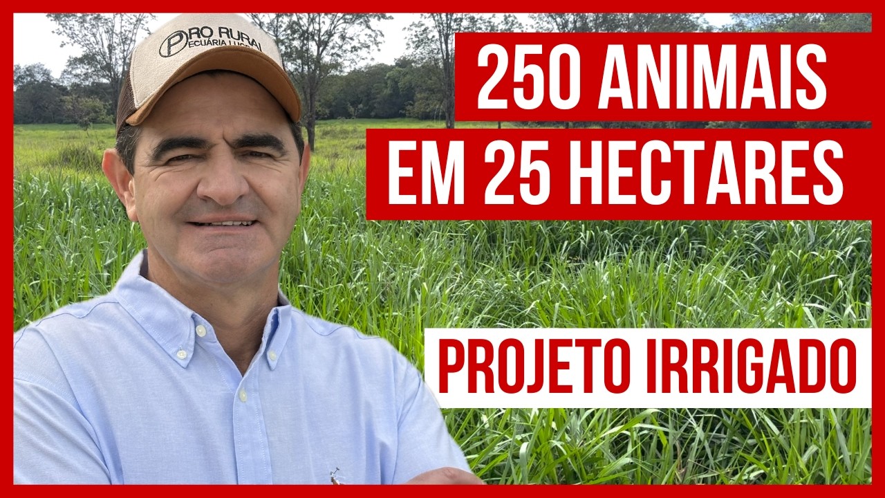 250 ANIMAIS em 25 HECTARES - Início de Projeto ROTACIONADO ADUBADO e IRRIGADO para BOVINOS DE CORTE