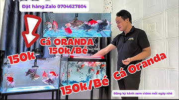 Cá Oranda Khá Đẹp Giá Rẻ Nhất - Zize 4 Ngón Tay Giá Cực Rẻ Nhất - Cá Khá Dạng Người .