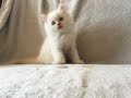 Flame Point Himalayan Kitten / Flame Point Himalayan Kittens and Cats | LoveToKnow ...