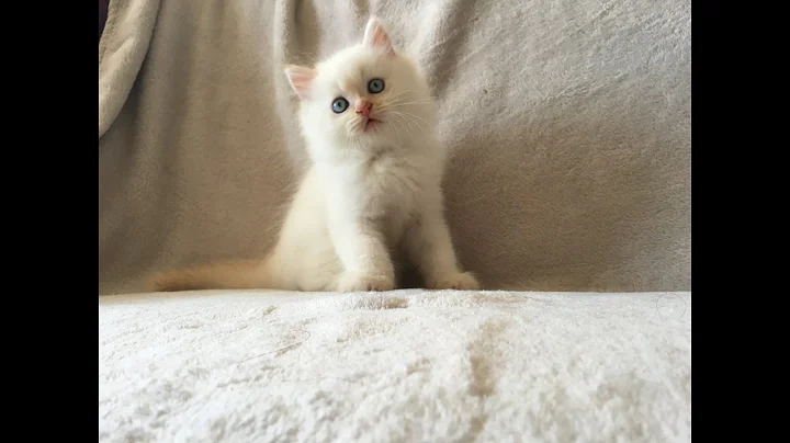 Watch the video about Flame Point Himalayan Doll Face Persian Kitten