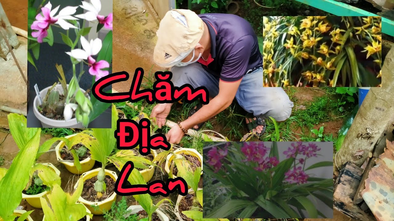 lan ย่อ มา จาก  New  Những Chậu Địa Lan / Many types of orchids.