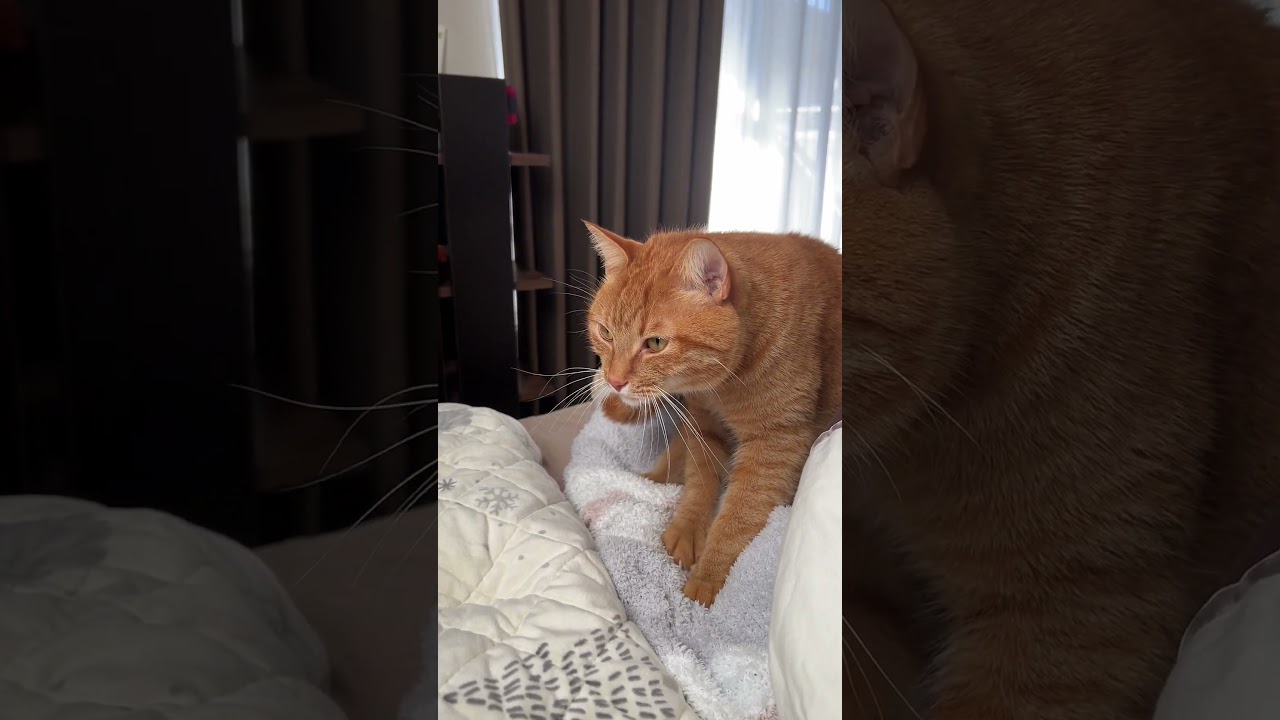 濃厚なふみふみを堪能する猫 Cats enjoying the rich fluff #cat #ネコ #猫