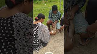 HOW TO CASTRATION METHOD FOR GOAT🤔🤔#shotsvideo #youtubeshorts #viralvideo #priti