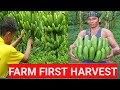 Lakatan farm harvest Montevista Davao de ORO