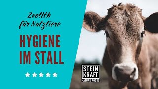 Kühe Lieben Zeolith Einstreu -Steinkraft