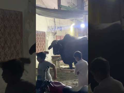 Qurbani❤️ #shortfeed #cow #qurbani #trending #viral #goat #shortvideos #trending #islamic #hajj