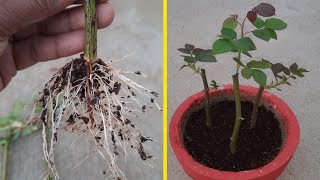 HOW TO GROW ROSE PLANT FROM CUTTINGS | ROSE CUTTING  PROPAGATION | PLANT PROPAGATION