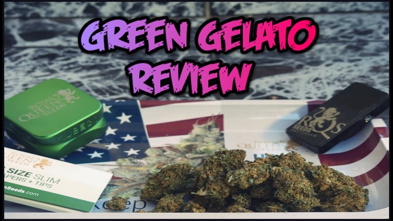 GREEN GELATO REVIEW 🍦 | ROYAL QUEEN SEEDS