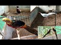 Pheasant birds| Fancy birds| krishi|birds at home |Nisha's Magic World