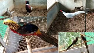 Pheasant birds| Fancy birds| krishi|birds at home |Nisha's Magic World