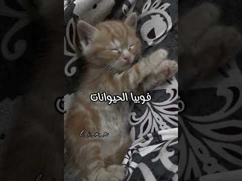 اخطر فوبيا يمكن تصيبك ما هي الفوبيا المصابة بها اكتبي فالتعليقات Shortvideo Blackpink فوبيا