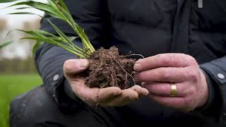 Agronomist Neil Fuller talks about the impact of polyhalite in the soil