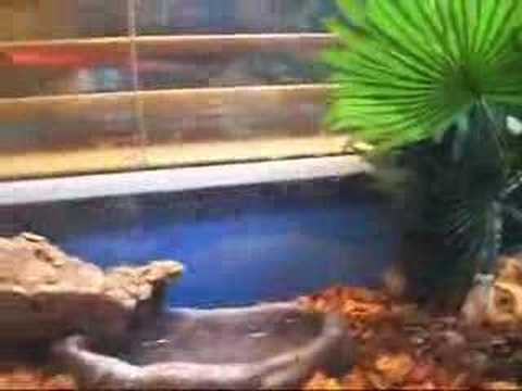 leopard print NEW ROOM/NEW REPTILES/NEW TANKS/NEW EVERYTHING!