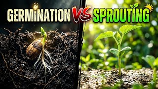 🌿 Is It a Sprout or a Germinated Seed? (The Real Difference!)‼️