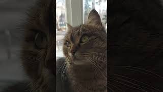 Серенькая кошечка села  у окошечка... Я твоя киса 🐱