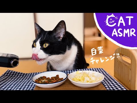 ? ASMR｜カリカリと煮干しと白菜にチャレンジする猫【咀嚼音】#95