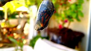 MONARCH BUTTERFLY EMERGES! BEAUTIFUL!  LOOK!