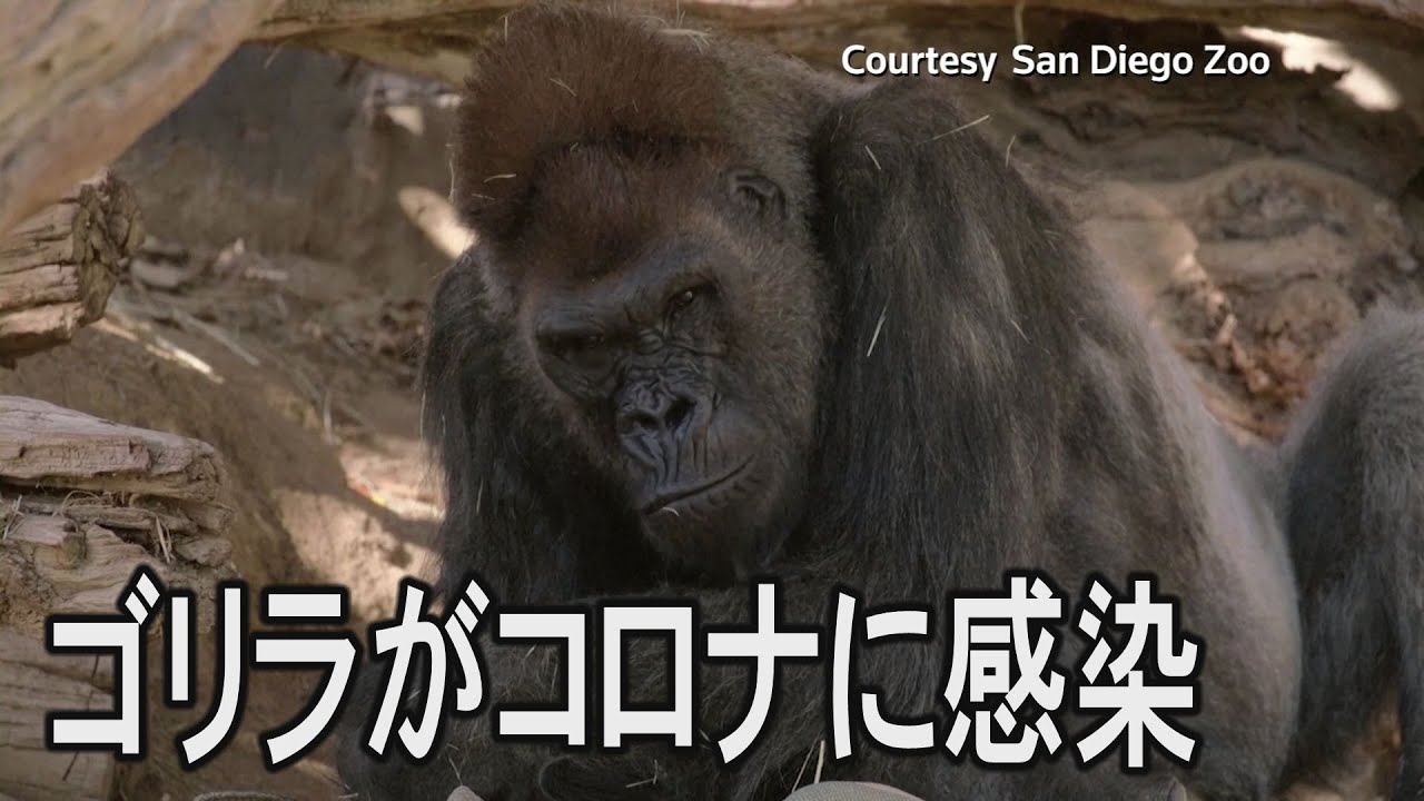 米動物園のゴリラがコロナ感染 先週から咳 類人猿で初確認 Youtube