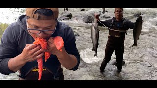 Câu Trúng Ổ Cá Hồi (Coho) Lấy Trứng Ăn Tươi Tại Chổ - Ngon Ơi Là Ngon - Salmon Fishing