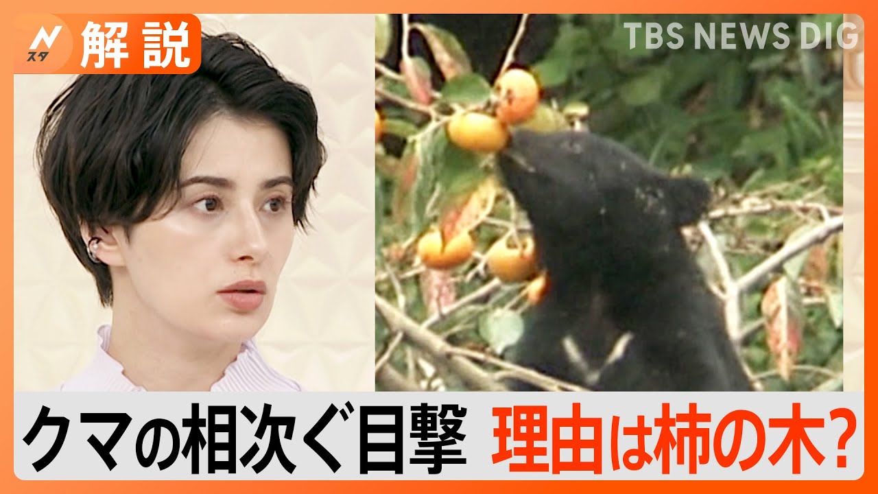 柿の木で目撃相次ぐ”クマが民家の庭に クマにとって柿の木は1番都合の 