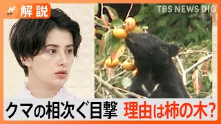 “柿の木で目撃相次ぐ”クマが民家の庭に　クマにとって柿の木は１番都合の良いエサ【Nスタ解説】｜TBS NEWS DIG