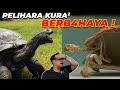 JANGAN COBA2 !!! TERNYATA PELIHARA KURA KURA BAH4YA ..!!