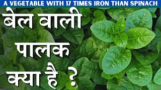 बल वल पलक ह गण क भडर जनए इसक बर म A-Z जनकर Grow Malabar Spinach At Home