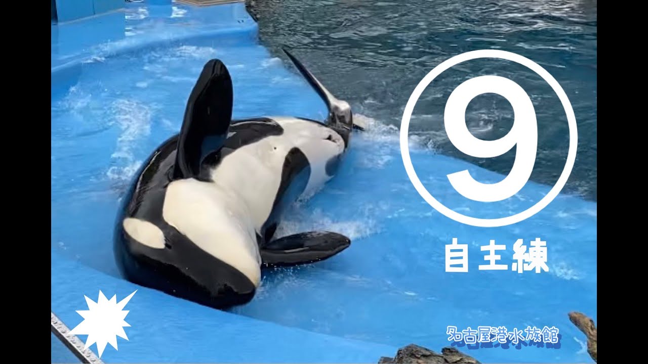 回数が多かった（≧∇≦）リンちゃん『自主練』＠名古屋港水族館