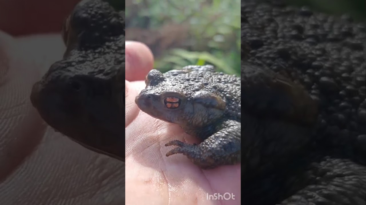 EFECTO TRAMPA RESCATE DE UN SAPO #campo #nature #galicia #animals @Campogallego
