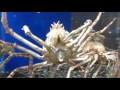 タカアシガ二　 丹後魚っ知館（水族館）20150923 の動画、YouTube動画。