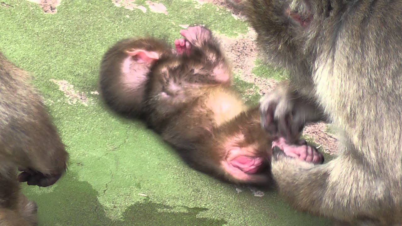 Baby Monkey. ニホンザルの赤ちゃん生後20日目（釧路動物園）No.6